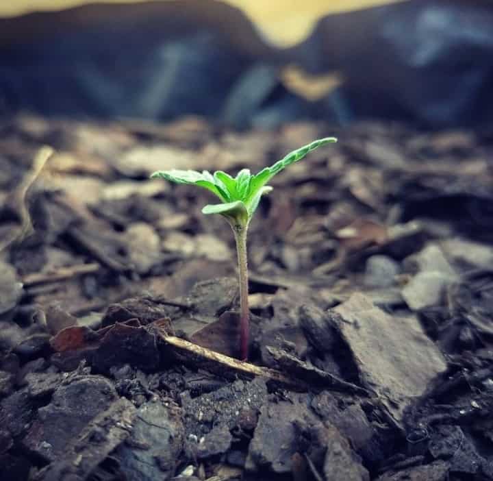 A small cannabis plant sprouting out the ground