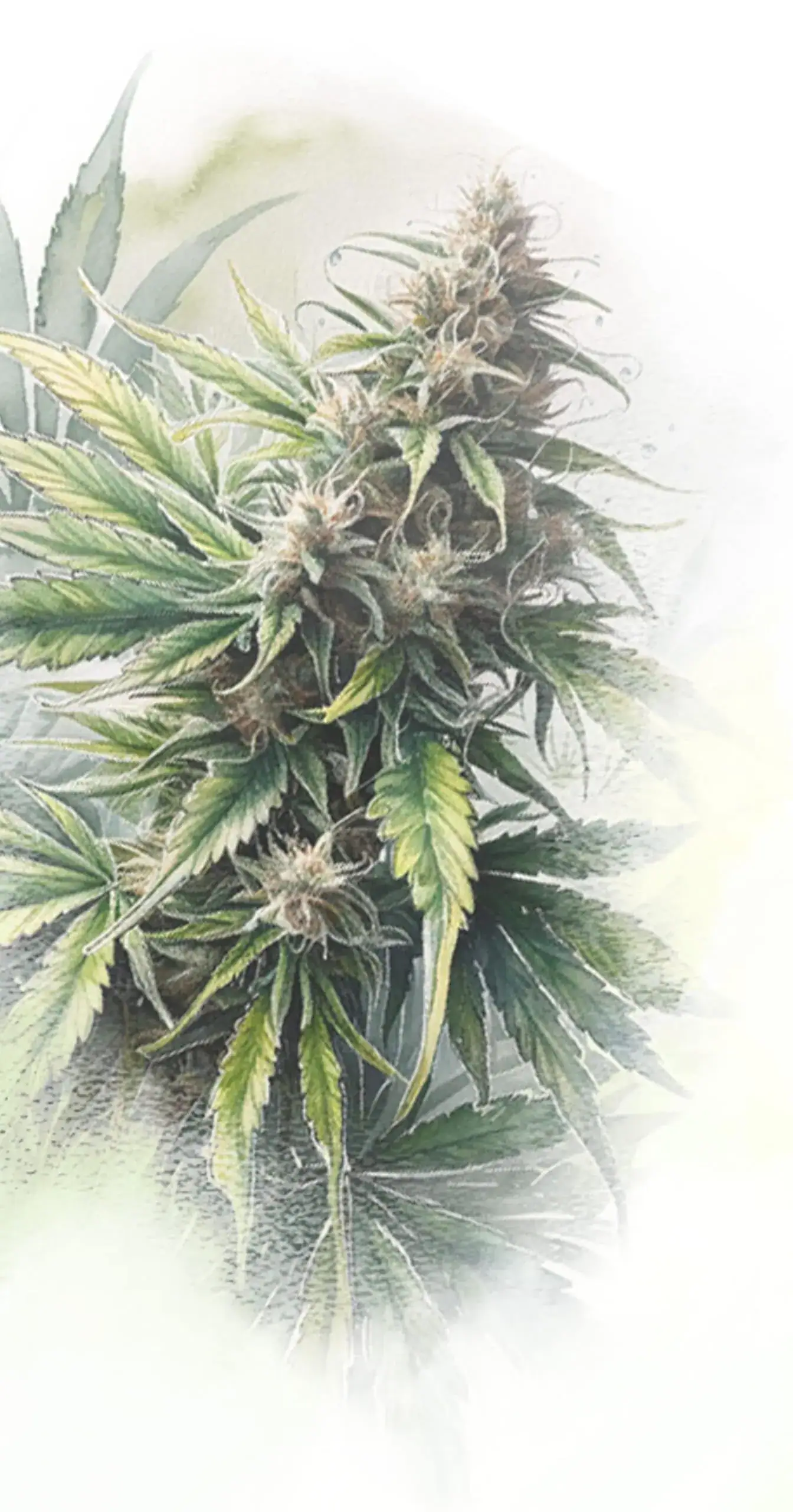 This is an image of a cannabis flower in watercolour